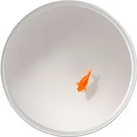 viccarbe table basse up in the air h 35 cm (un poisson "poisson rouge" - résine laquée, silicone, verre)